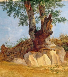 A Tree in Campagna